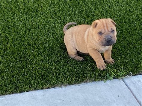 All <strong>puppies</strong> found here are from AKC-Registered parents. . Puppies for sale in long beach